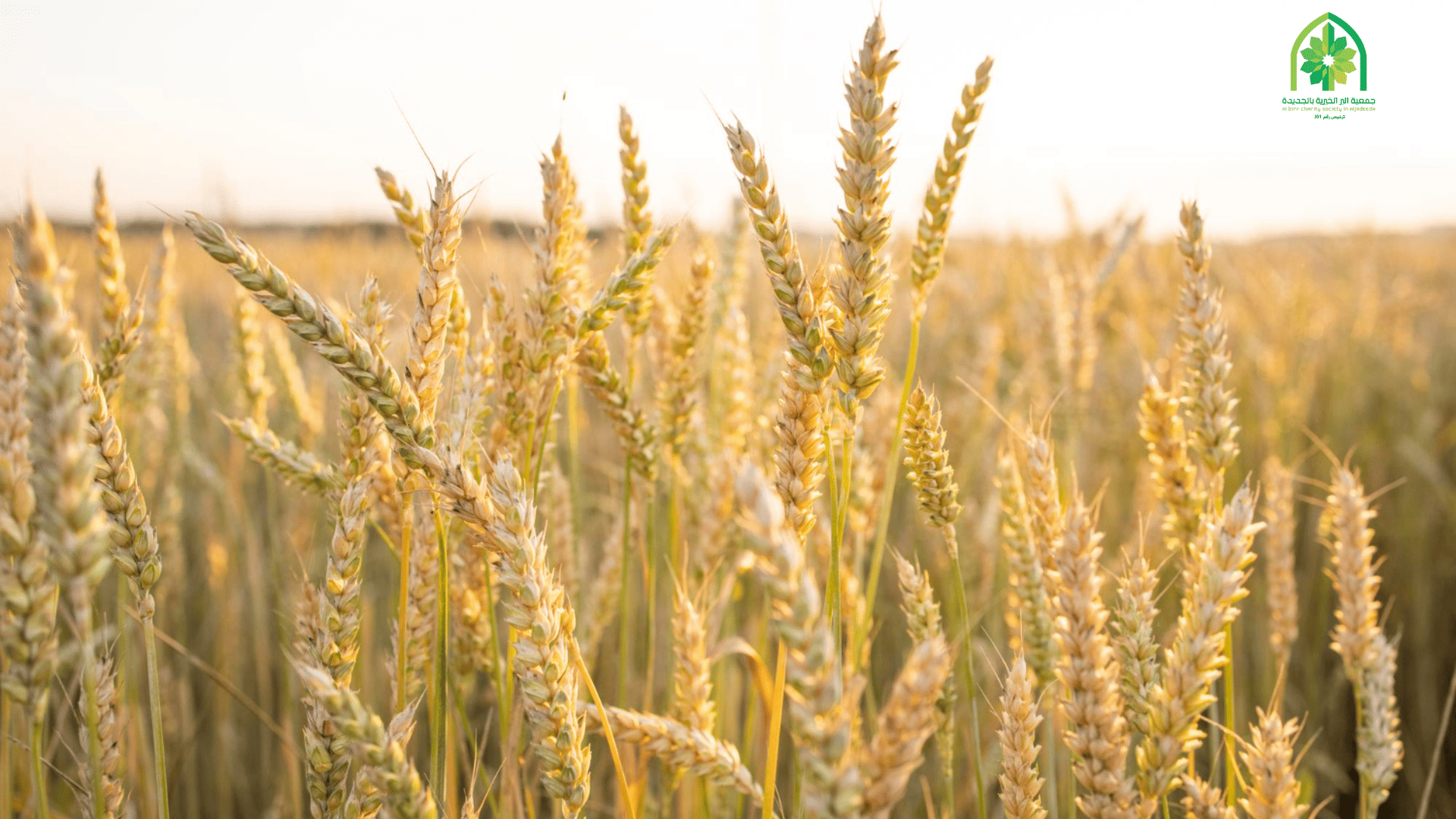  كيف يمكنك المشاركة في مشروع سنابل الخير ودعم المحتاجين؟