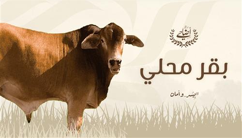 بقر محلي (اليوم الثالث)