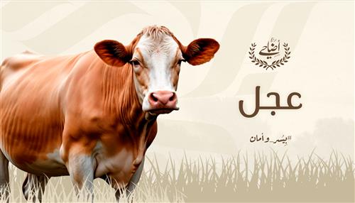 عجل (اليوم الثالث)