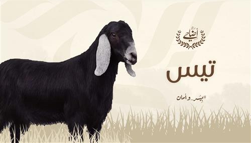 تيس