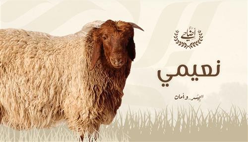 نعيمي 