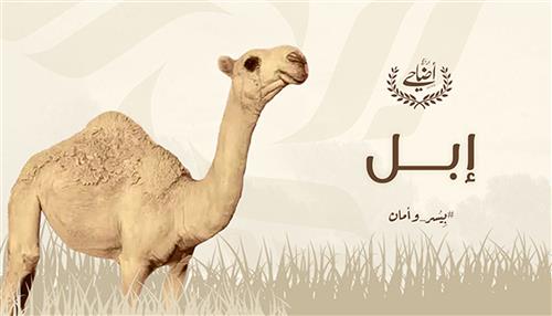 إبــــل (اليوم الثالث)