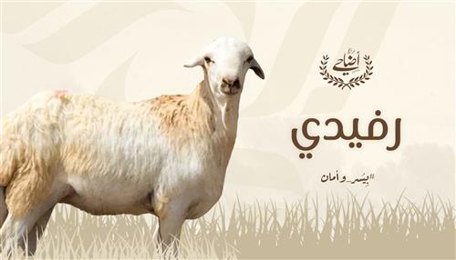 رفيدي