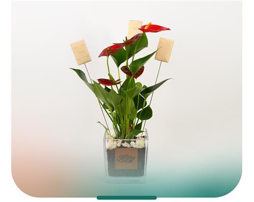 إهداء انتوريوم 