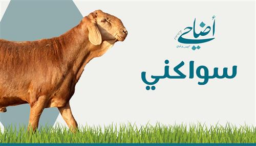 الأضاحي - سواكني